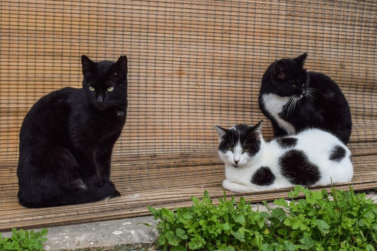 Giardia kezelési protokoll sok macska esetén